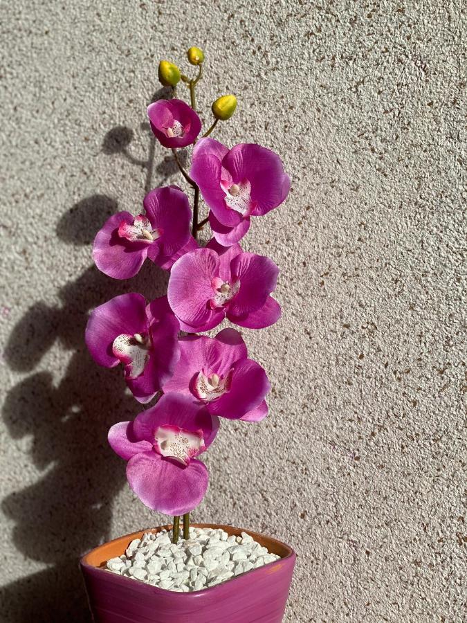 Apartment Orchid 021 Нови-Сад Экстерьер фото